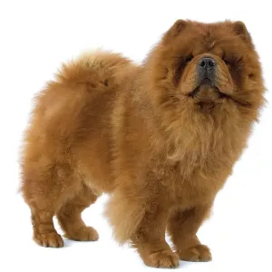 Perro - Chow-Chow Perro - Chow-Chow