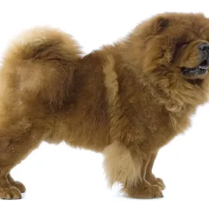 Perro - Chow-Chow Perro - Chow-Chow