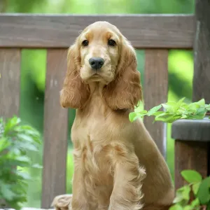 Cocker Spaniel Print LA-2700 Cocker Spaniel Print LA-2700
