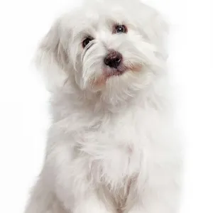 Coton de Tulear Dog Print LA-7418