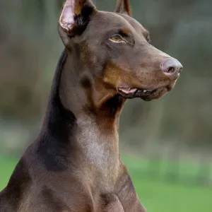 Dobermann Print