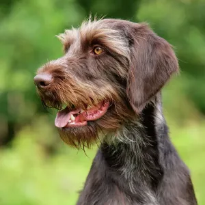 Gundog Verwandte Bilder