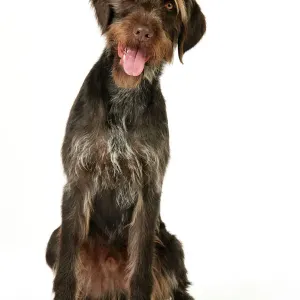 Ardea Wildlife Print of German Wire-Haired Pointer JD-22265 Ardea Wildlife Print of German Wire-Haired Pointer JD-22265