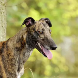 Greyhound Print JD-21325 Greyhound Print JD-21325
