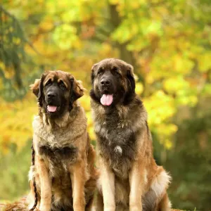Leonberger Dog Print Leonberger Dog Print