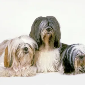 Lhasa Apso Print LA-2060 Lhasa Apso Print LA-2060