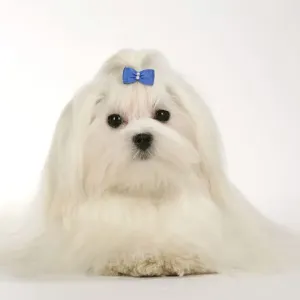 Perro - Maltés Perro - Maltés