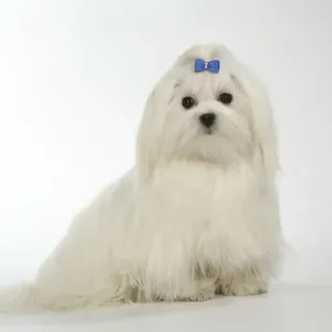 Perro - Melés Perro - Melés