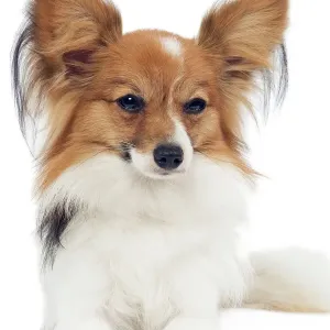 Papillon Hund