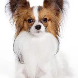 Perro - Papalón