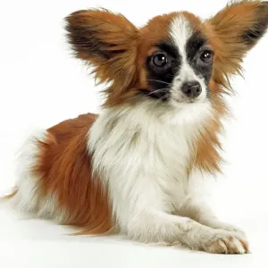 Perro - Papilón, acostado