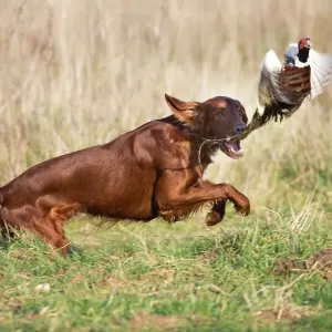 Red Setter Chasing Pheasant Print Red Setter Chasing Pheasant Print