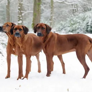 Rhodesian Ridgebacks in Snow Print - JD-22737 Rhodesian Ridgebacks in Snow Print - JD-22737
