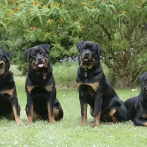 Rottweilers Sitting Together Print