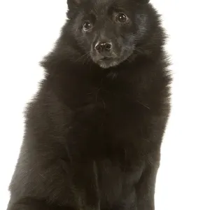 Hund - Schipperke Hund - Schipperke