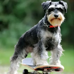 Dog. Schnauzer on skateboard Print JD-21882 Dog. Schnauzer on skateboard Print JD-21882