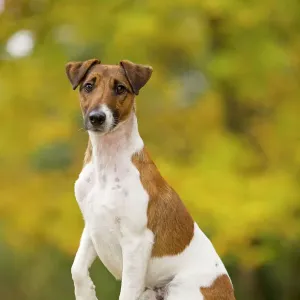 Smooth Fox Terrier Print Smooth Fox Terrier Print