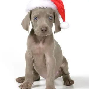 Weimaraner Print with Christmas Hat Weimaraner Print with Christmas Hat