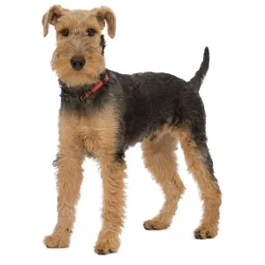 Welsh Terrier Studio Print LA-7455 Welsh Terrier Studio Print LA-7455