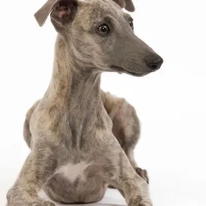 Perro - Galgo en estudio Perro - Galgo en estudio