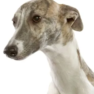 Perro - Galgo en estudio Perro - Galgo en estudio