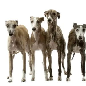 Perro - Whippet Perro - Whippet