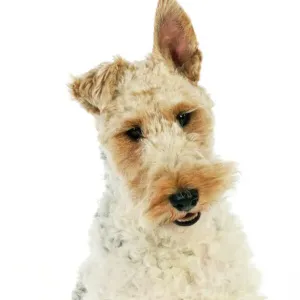 Wire Fox Terrier Print Wire Fox Terrier Print