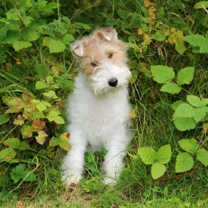 Wire Fox Terrier Print Wire Fox Terrier Print