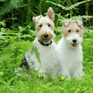 Wire Fox Terrier Print Wire Fox Terrier Print