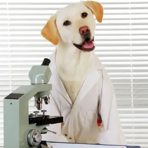 Yellow Labrador in Lab Coat Microscope Print JD-22038 Yellow Labrador in Lab Coat Microscope Print JD-22038