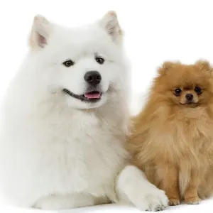 Dogs - Samoyed & Dwarf Spitz Print Dogs - Samoyed & Dwarf Spitz Print