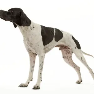Ardea Wildlife Print - Dog Pointer LA-9243 Ardea Wildlife Print - Dog Pointer LA-9243