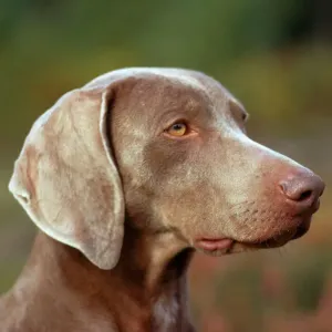 Weimaraner Dog Print Weimaraner Dog Print
