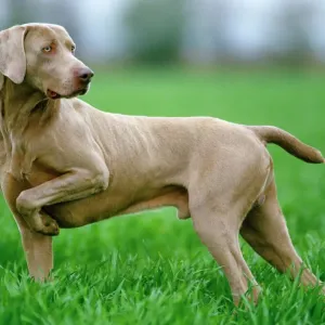Perro de Weimarana Perro de Weimarana