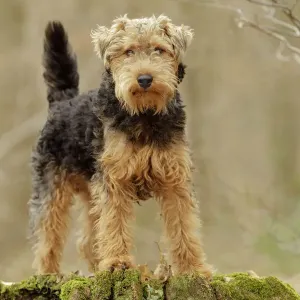 Terrier de Gales Terrier de Gales