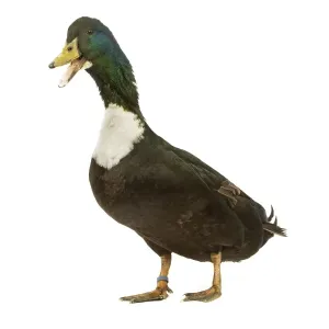 Duclair-Duck im Studio