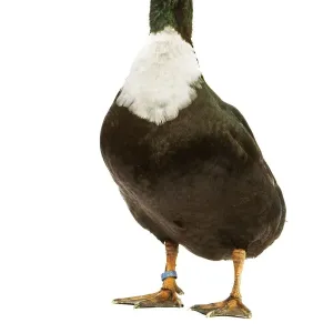 Ducal Gans - im Studio