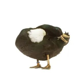 Ducail Ente - im Studio