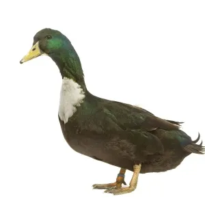 Duclair-Duck im Studio