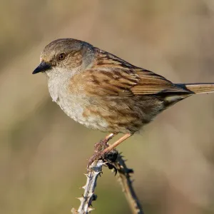 Dunnock - Perched on a Bramble Print Dunnock - Perched on a Bramble Print