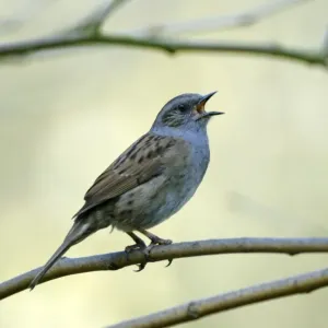 Dunnock Singing from Tree Print, Prunella modularis Dunnock Singing from Tree Print, Prunella modularis