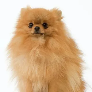 Dwarf Spitz / Pomeranian Print Dwarf Spitz / Pomeranian Print