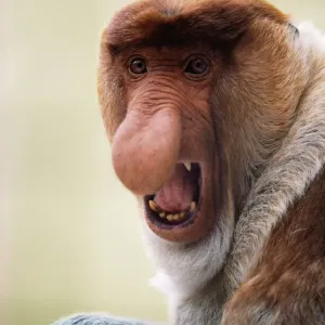 East Bornean Proboscis Monkey Print East Bornean Proboscis Monkey Print