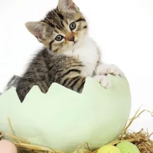 Easter Kitten in Egg Print JD-21739 Easter Kitten in Egg Print JD-21739