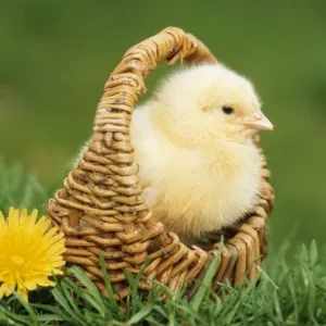 Chicken Print - Chick in Basket, Easter Scene Chicken Print - Chick in Basket, Easter Scene