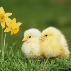 Chicken Print with Chicks and Daffodils ME-567 Chicken Print with Chicks and Daffodils ME-567