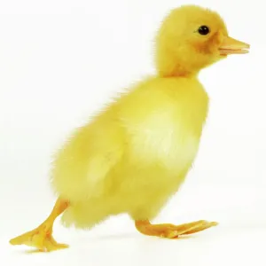 Duckling Print (Easter) Duckling Print (Easter)