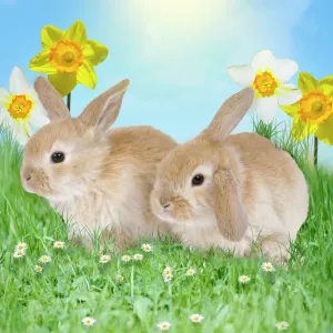 Rabbit Print with Daffodils and Grass Rabbit Print with Daffodils and Grass