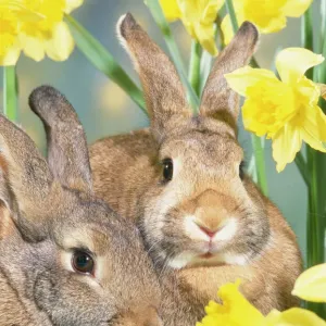 Rabbits in Daffodils Print Rabbits in Daffodils Print
