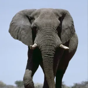 African Bull Elephant Print, Etosha National Park, Namibia